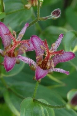 Gilt Edge Toad Lily (Tricyrtis Formosana) - 1 Gallon Pot -Leafy Joy Shop tricyrtis formosana gilt edge 6