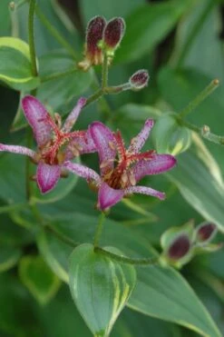 Gilt Edge Toad Lily (Tricyrtis Formosana) - 1 Gallon Pot -Leafy Joy Shop tricyrtis formosana gilt edge 7