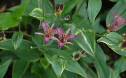 Gilt Edge Toad Lily (Tricyrtis Formosana) - 1 Gallon Pot -Leafy Joy Shop tricyrtis formosana gilt edge 8