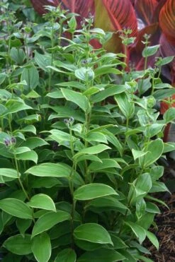 Gilt Edge Toad Lily (Tricyrtis Formosana) - 1 Gallon Pot -Leafy Joy Shop tricyrtis formosana gilt edge 9