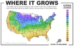 Acropolis Clematis - 1 Gallon Pot 9 Acropolis Clematis - 1 Gallon Pot -Leafy Joy Shop usda zone map 1