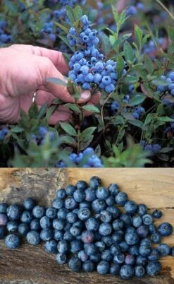 Wild Lowbush Blueberry Plant - 1 Gallon -Leafy Joy Shop vaccinium angustifolium low bush blueberry 10