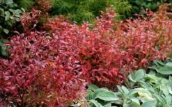 Wild Lowbush Blueberry Plant - 1 Gallon -Leafy Joy Shop vaccinium angustifolium low bush blueberry 2