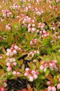 Wild Lowbush Blueberry Plant - 1 Gallon -Leafy Joy Shop vaccinium angustifolium low bush blueberry 4