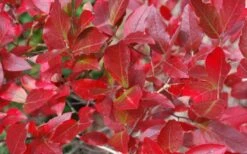 Wild Lowbush Blueberry Plant - 1 Gallon -Leafy Joy Shop vaccinium angustifolium low bush blueberry 6