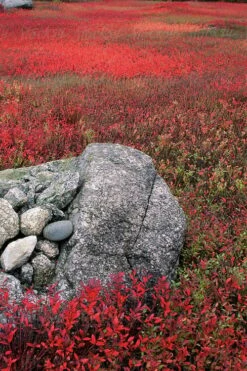 Wild Lowbush Blueberry Plant - 1 Gallon -Leafy Joy Shop vaccinium angustifolium low bush blueberry 7