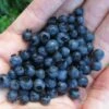 Wild Lowbush Blueberry Plant - 1 Gallon -Leafy Joy Shop vaccinium angustifolium low bush blueberry 8