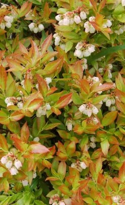 Wild Lowbush Blueberry Plant - 1 Gallon -Leafy Joy Shop vaccinium angustifolium low bush blueberry 9