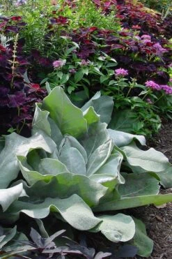 Giant Silver Mullien (Verbascum Bombyciferum) - 1 Gallon Pot -Leafy Joy Shop verbascum bombyciferum giant silver mullien 1