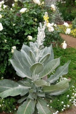 Giant Silver Mullien (Verbascum Bombyciferum) - 1 Gallon Pot -Leafy Joy Shop verbascum bombyciferum giant silver mullien 2