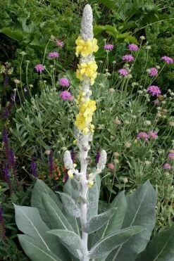 Giant Silver Mullien (Verbascum Bombyciferum) - 1 Gallon Pot -Leafy Joy Shop verbascum bombyciferum giant silver mullien 3