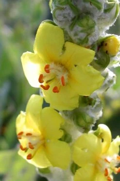 Giant Silver Mullien (Verbascum Bombyciferum) - 1 Gallon Pot -Leafy Joy Shop verbascum bombyciferum giant silver mullien 5
