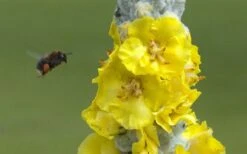 Giant Silver Mullien (Verbascum Bombyciferum) - 1 Gallon Pot -Leafy Joy Shop verbascum bombyciferum giant silver mullien 7