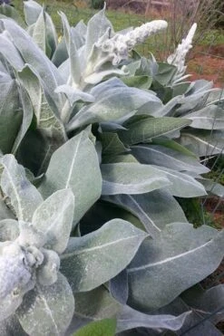 Giant Silver Mullien (Verbascum Bombyciferum) - 1 Gallon Pot -Leafy Joy Shop verbascum bombyciferum giant silver mullien 8