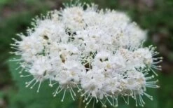 Maple Leaf Viburnum - 3 Pack Of 1.5 Quart Pots -Leafy Joy Shop viburnum acerifolium maple leaf 15