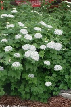 Maple Leaf Viburnum - 3 Pack Of 1.5 Quart Pots -Leafy Joy Shop viburnum acerifolium maple leaf 16