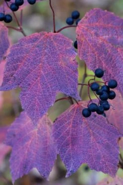Maple Leaf Viburnum - 3 Pack Of 1.5 Quart Pots -Leafy Joy Shop viburnum acerifolium maple leaf 3