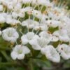 Mohican Arrowwood Viburnum - 6 Gallon Pot (4-5') -Leafy Joy Shop viburnum lantana mohican 2