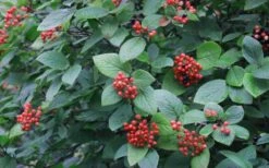 Mohican Arrowwood Viburnum - 6 Gallon Pot (4-5') 16 Mohican Arrowwood Viburnum - 6 Gallon Pot (4-5') -Leafy Joy Shop viburnum lantana mohican 3