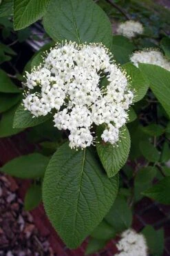 Mohican Arrowwood Viburnum - 6 Gallon Pot (4-5') 14 Mohican Arrowwood Viburnum - 6 Gallon Pot (4-5') -Leafy Joy Shop viburnum lantana mohican 5