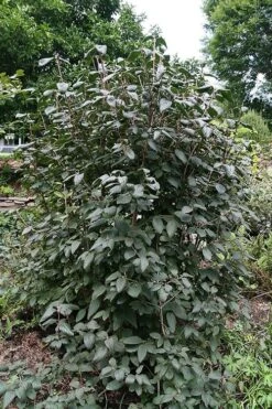 Mohican Arrowwood Viburnum - 6 Gallon Pot (4-5') 13 Mohican Arrowwood Viburnum - 6 Gallon Pot (4-5') -Leafy Joy Shop viburnum lantana mohican 6