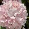 Kern's Pink Snowball Viburnum Bush - 3 Gallon Pot -Leafy Joy Shop viburnum plicatum kerns pink snowball 2