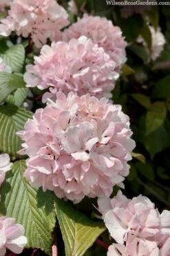 Kern's Pink Snowball Viburnum Bush - 3 Gallon Pot -Leafy Joy Shop viburnum plicatum kerns pink snowball 3