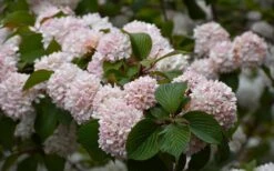 Kern's Pink Snowball Viburnum Bush - 3 Gallon Pot -Leafy Joy Shop viburnum plicatum kerns pink snowball 7