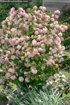 Kern's Pink Snowball Viburnum Bush - 3 Gallon Pot -Leafy Joy Shop viburnum plicatum kerns pink snowball 9