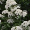 Blackhaw Viburnum - 3 Pack Of 1.5 Quart Pots -Leafy Joy Shop viburnum prunifolium black haw 12