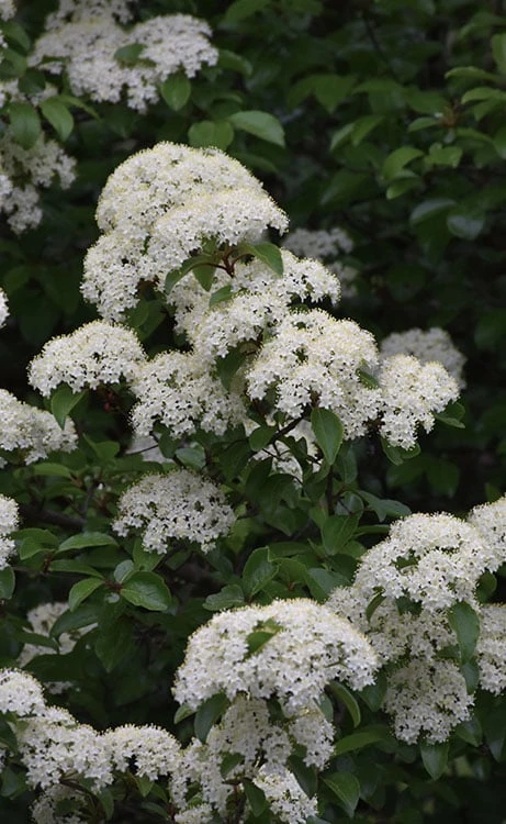 Blackhaw Viburnum - 3 Pack Of 1.5 Quart Pots 3 Blackhaw Viburnum - 3 Pack Of 1.5 Quart Pots