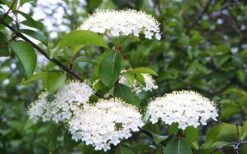 Blackhaw Viburnum - 3 Pack Of 1.5 Quart Pots 15 Blackhaw Viburnum - 3 Pack Of 1.5 Quart Pots -Leafy Joy Shop viburnum prunifolium black haw 4
