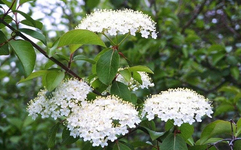 Blackhaw Viburnum - 3 Pack Of 1.5 Quart Pots 8 Blackhaw Viburnum - 3 Pack Of 1.5 Quart Pots - Image 6