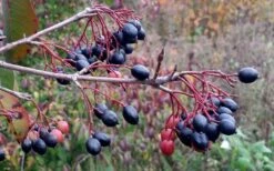 Blackhaw Viburnum - 3 Pack Of 1.5 Quart Pots 14 Blackhaw Viburnum - 3 Pack Of 1.5 Quart Pots -Leafy Joy Shop viburnum prunifolium black haw 5