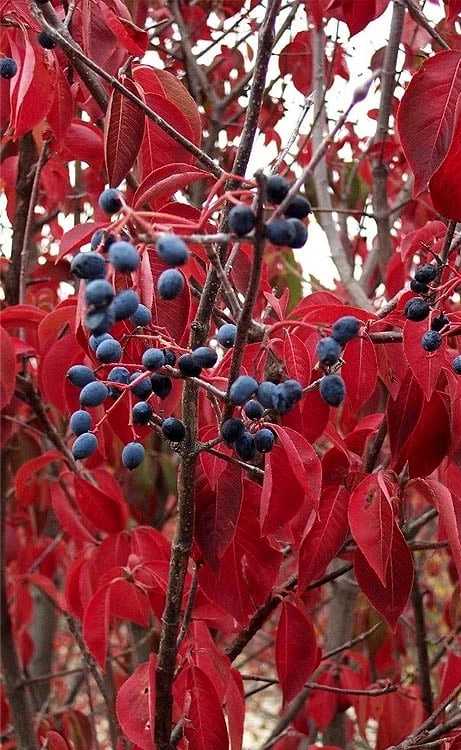 Blackhaw Viburnum - 3 Pack Of 1.5 Quart Pots 9 Blackhaw Viburnum - 3 Pack Of 1.5 Quart Pots - Image 7