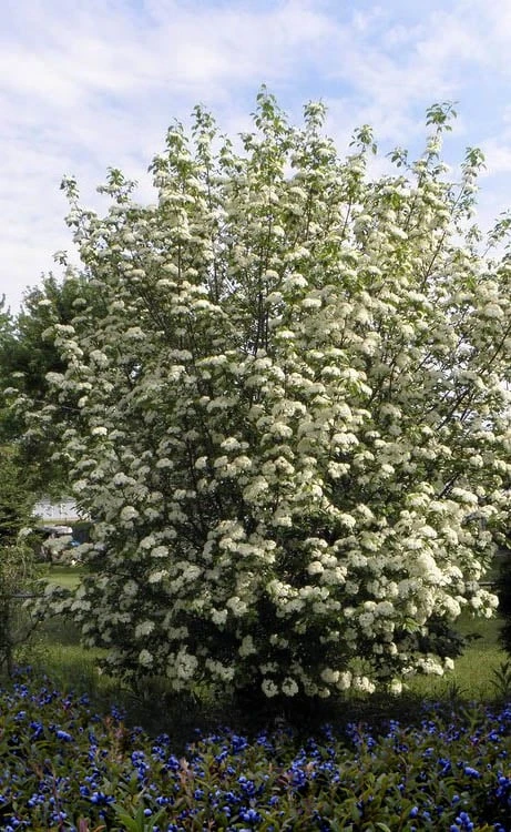 Blackhaw Viburnum - 3 Pack Of 1.5 Quart Pots 6 Blackhaw Viburnum - 3 Pack Of 1.5 Quart Pots - Image 4