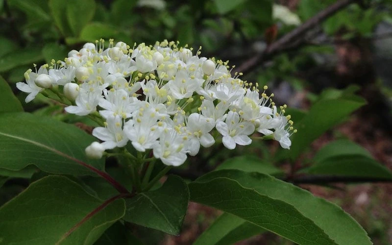 Blackhaw Viburnum - 3 Pack Of 1.5 Quart Pots 10 Blackhaw Viburnum - 3 Pack Of 1.5 Quart Pots - Image 8