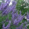 Shoal Creek Blue Chaste Tree (Vitex) - 7 Gallon Pot -Leafy Joy Shop vitex agnus castus shoal creek chaste tree 103 1