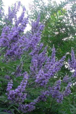 Shoal Creek Blue Chaste Tree (Vitex) - 7 Gallon Pot