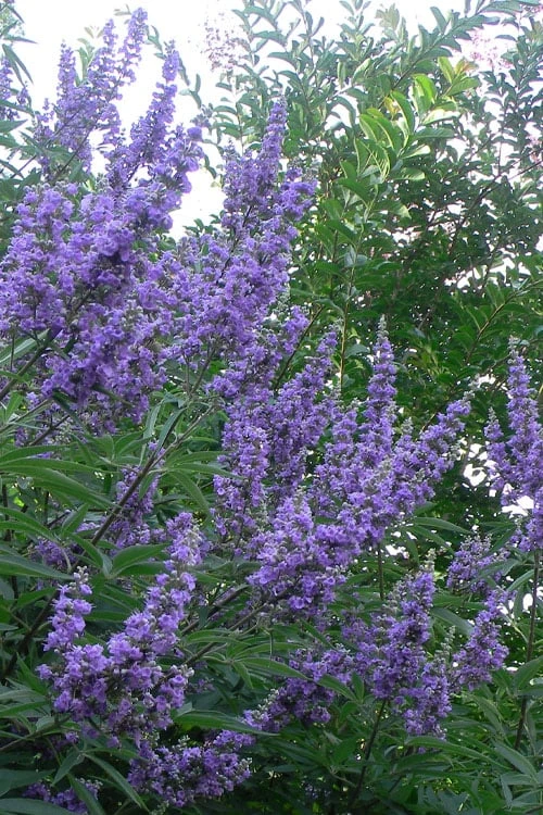 Shoal Creek Blue Chaste Tree (Vitex) - 7 Gallon Pot 3 Shoal Creek Blue Chaste Tree (Vitex) - 7 Gallon Pot