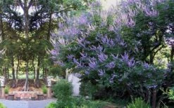 Shoal Creek Chaste Tree (Vitex) - 1 Gallon Pot -Leafy Joy Shop vitex agnus castus shoal creek chaste tree 53