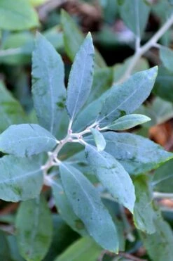 Woodlanders Blue Dusty Zenobia (Honeycup) - 3 Gallon Pot -Leafy Joy Shop zenobia woodlanders blue 21