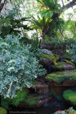 Woodlanders Blue Dusty Zenobia (Honeycup) - 3 Gallon Pot -Leafy Joy Shop zenobia woodlanders blue 25